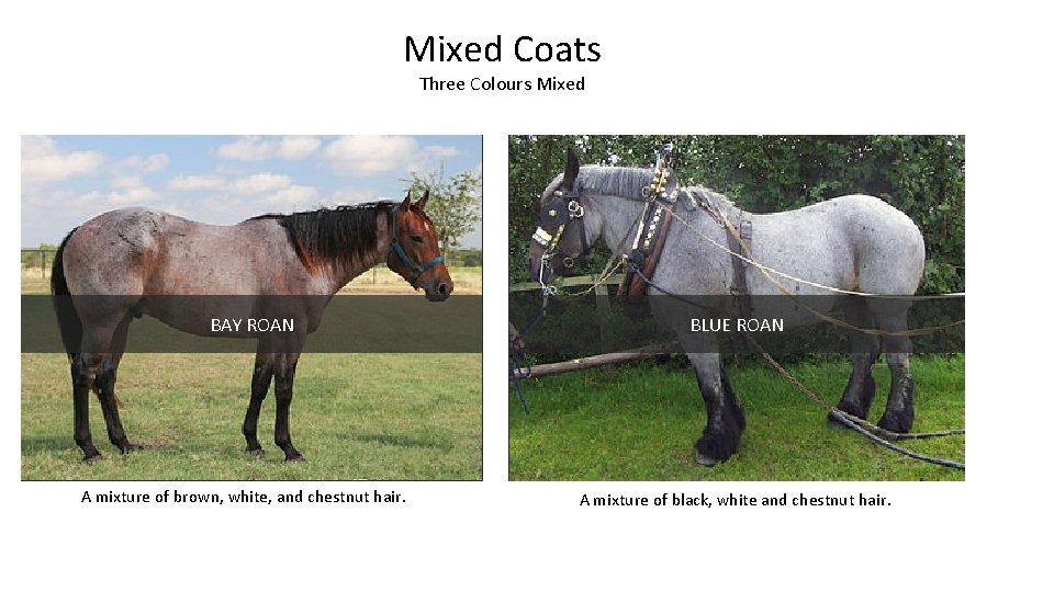 Mixed Coats Three Colours Mixed BAY ROAN A mixture of brown, white, and chestnut