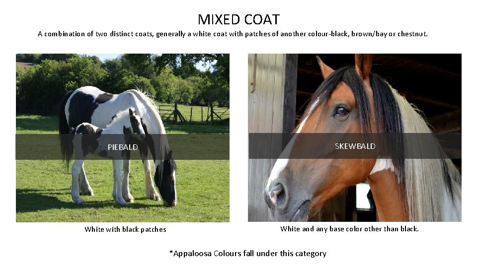 MIXED COAT A combination of two distinct coats, generally a white coat with patches