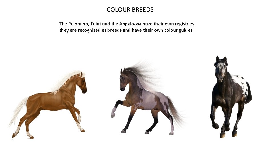  COLOUR BREEDS The Palomino, Paint and the Appaloosa have their own registries; they