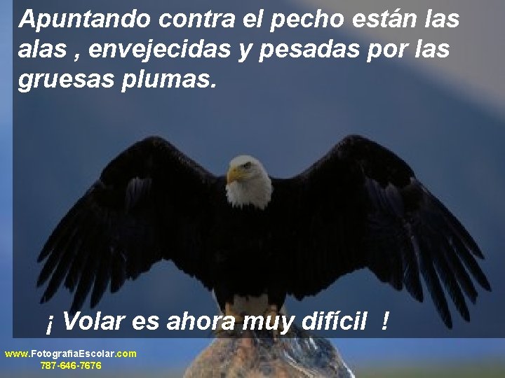 Apuntando contra el pecho están las alas , envejecidas y pesadas por las gruesas