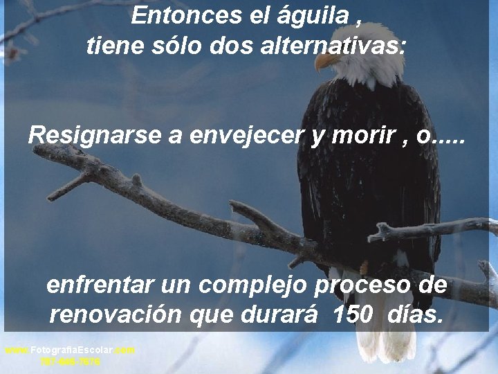 Entonces el águila , tiene sólo dos alternativas: Resignarse a envejecer y morir ,