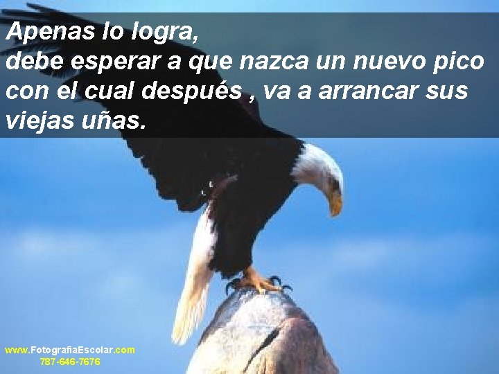 Apenas lo logra, debe esperar a que nazca un nuevo pico con el cual