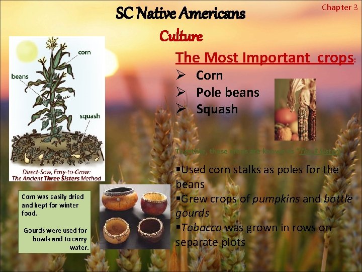 SC Native Americans Chapter 3 Culture The Most Important crops: Ø Corn Ø Pole