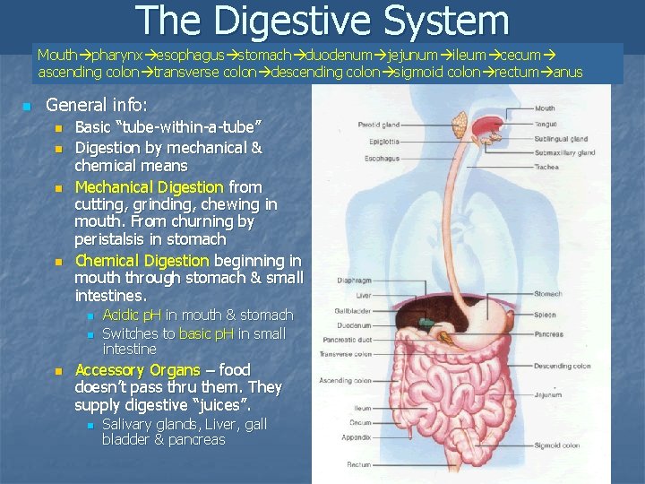 The Digestive System Mouth pharynx esophagus stomach duodenum jejunum ileum cecum ascending colon transverse