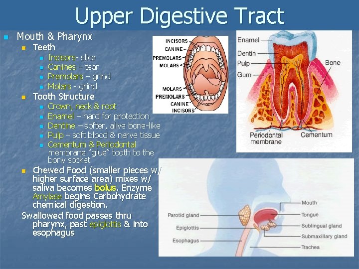 Upper Digestive Tract n Mouth & Pharynx n Teeth n n n Incisors- slice