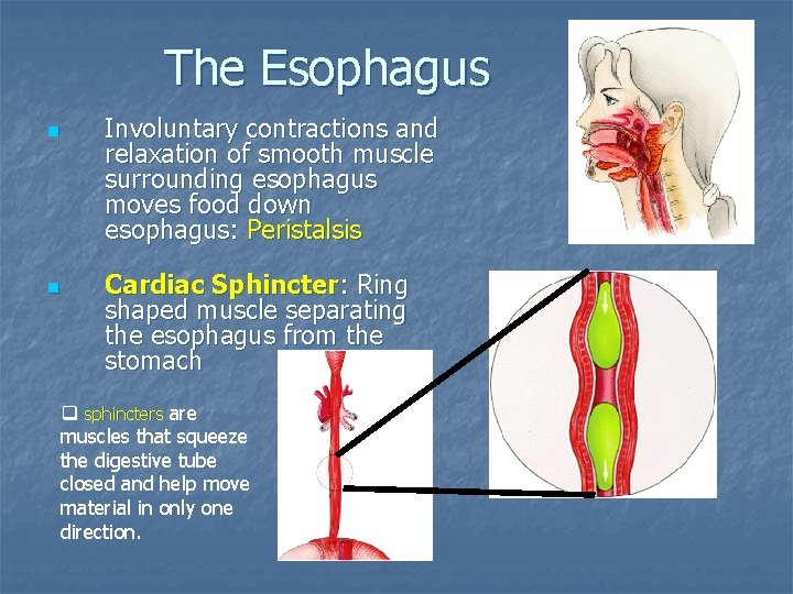 The Esophagus n n Involuntary contractions and relaxation of smooth muscle surrounding esophagus moves