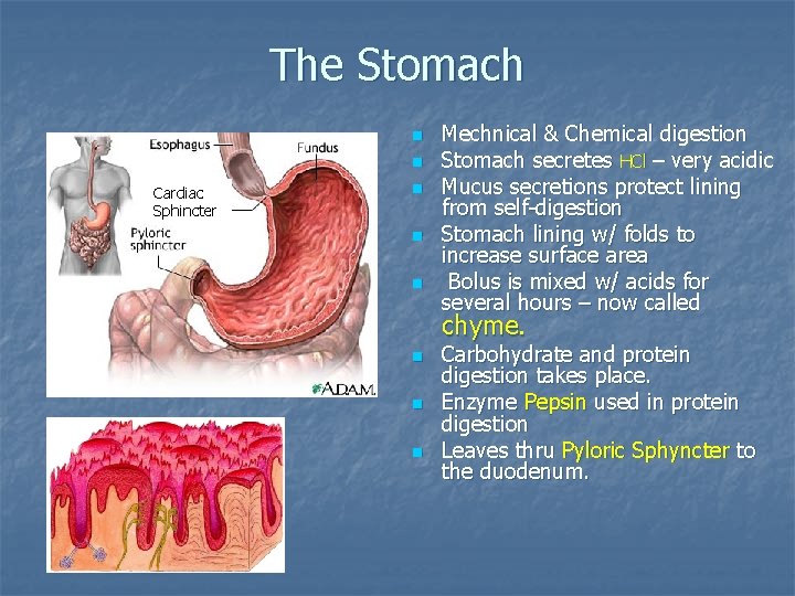 The Stomach n n Cardiac Sphincter n n n Mechnical & Chemical digestion Stomach