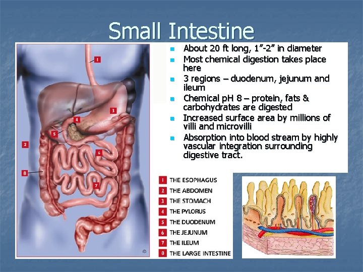 Small Intestine n n n About 20 ft long, 1”-2” in diameter Most chemical