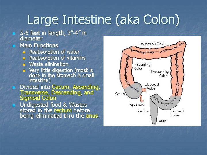 Large Intestine (aka Colon) n n 5 -6 feet in length, 3”-4” in diameter