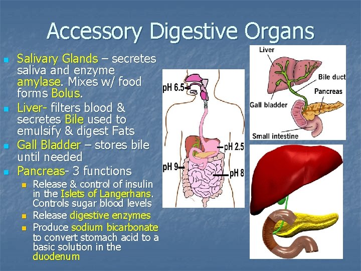 Accessory Digestive Organs n n Salivary Glands – secretes saliva and enzyme amylase. Mixes