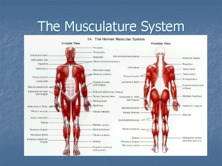 The Musculature System 