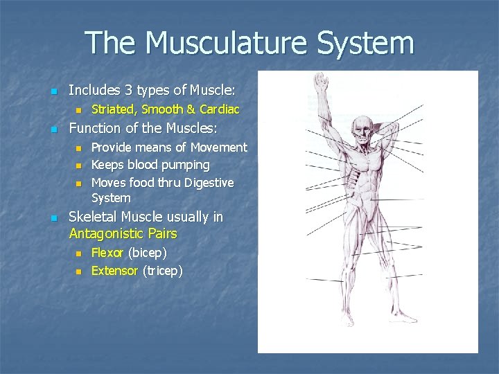 The Musculature System n Includes 3 types of Muscle: n n Function of the