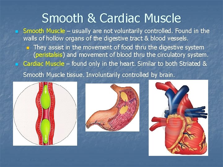 Smooth & Cardiac Muscle n n Smooth Muscle – usually are not voluntarily controlled.