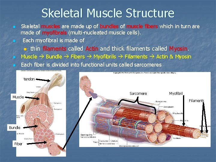 Skeletal Muscle Structure n n Skeletal muscles are made up of bundles of muscle
