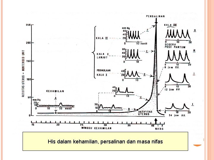 His dalam kehamilan, persalinan dan masa nifas 