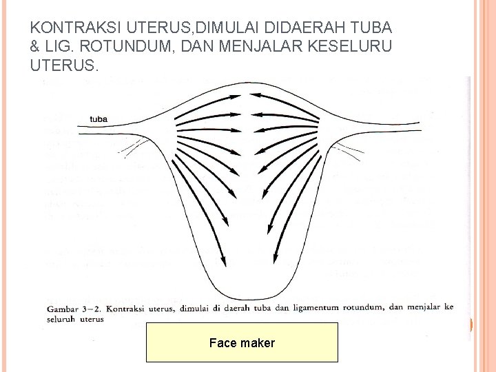 KONTRAKSI UTERUS, DIMULAI DIDAERAH TUBA & LIG. ROTUNDUM, DAN MENJALAR KESELURU UTERUS. Face maker