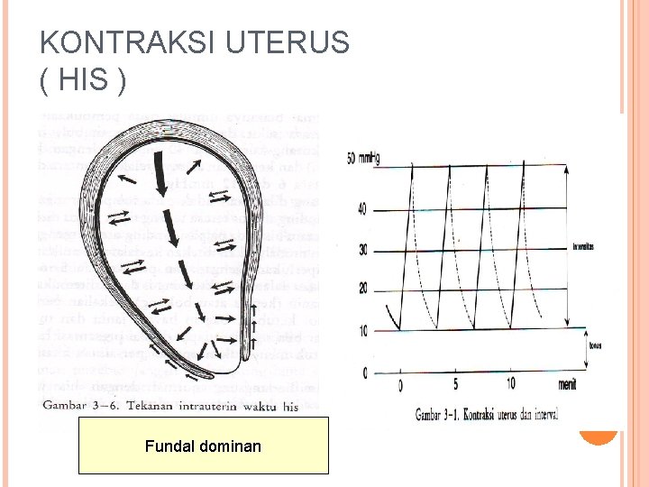 KONTRAKSI UTERUS ( HIS ) Fundal dominan 