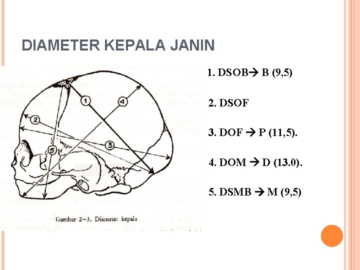 DIAMETER KEPALA JANIN 1. DSOB B (9, 5) 2. DSOF 3. DOF P (11,