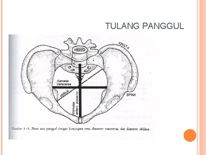 TULANG PANGGUL 