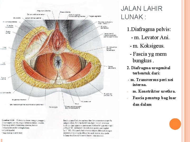 JALAN LAHIR LUNAK : 1. Diafragma pelvis: - m. Levator Ani. - m. Koksigeus.