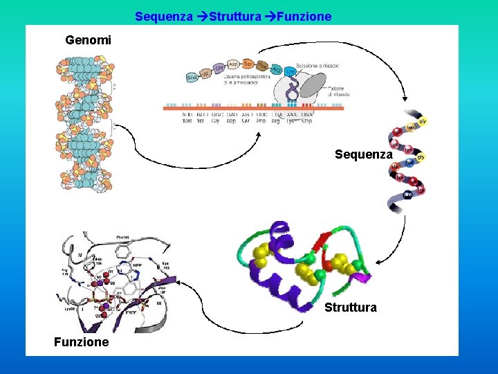 Sequenza Struttura Funzione Genomi Sequenza Struttura Funzione 