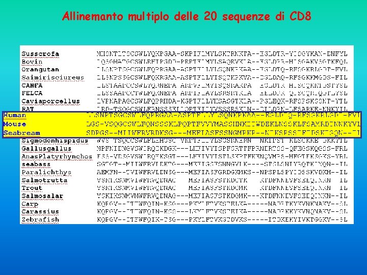 Allinemanto multiplo delle 20 sequenze di CD 8 