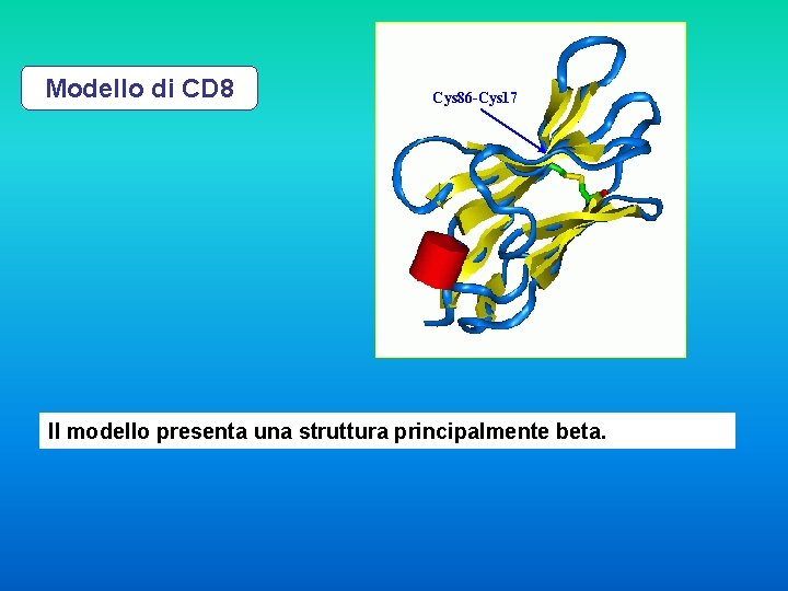 Modello di CD 8 Cys 86 -Cys 17 Il modello presenta una struttura principalmente