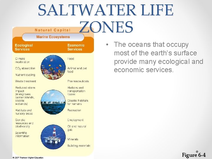 SALTWATER LIFE ZONES • The oceans that occupy most of the earth’s surface provide