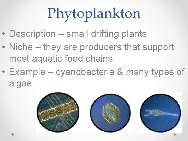 Phytoplankton • Description – small drifting plants • Niche – they are producers that