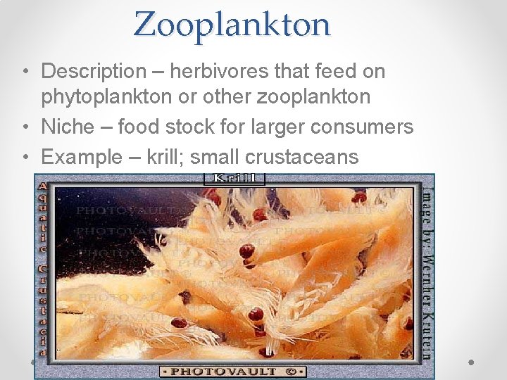 Zooplankton • Description – herbivores that feed on phytoplankton or other zooplankton • Niche