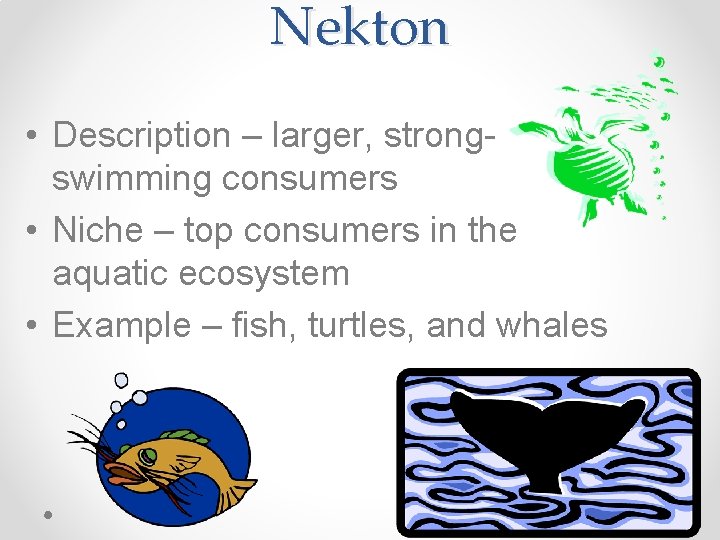 Nekton • Description – larger, strongswimming consumers • Niche – top consumers in the