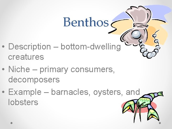 Benthos • Description – bottom-dwelling creatures • Niche – primary consumers, decomposers • Example