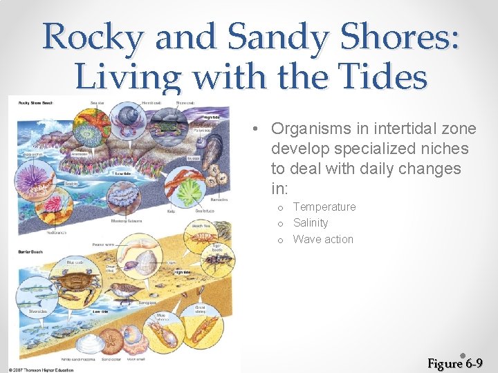 Rocky and Sandy Shores: Living with the Tides • Organisms in intertidal zone develop