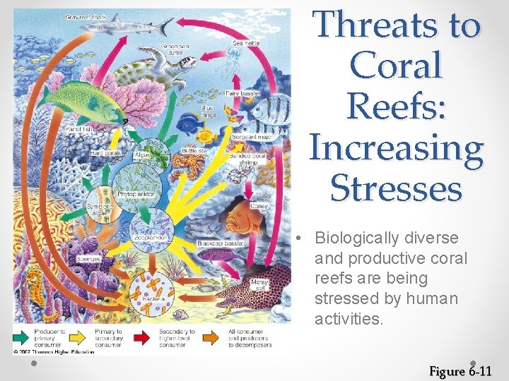 Threats to Coral Reefs: Increasing Stresses • Biologically diverse and productive coral reefs are