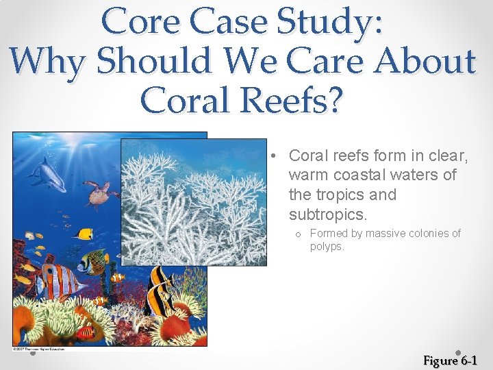 Core Case Study: Why Should We Care About Coral Reefs? • Coral reefs form