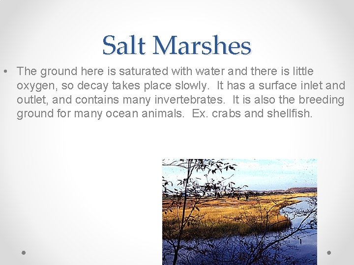 Salt Marshes • The ground here is saturated with water and there is little