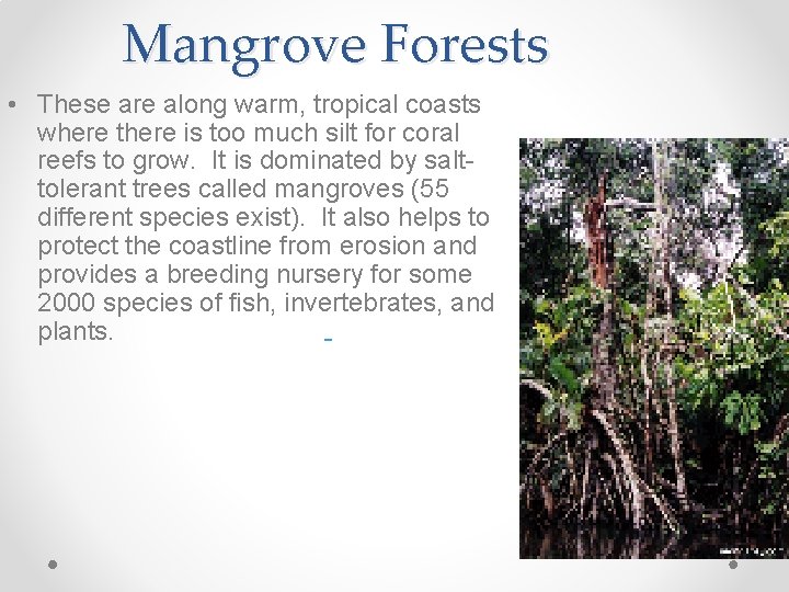 Mangrove Forests • These are along warm, tropical coasts where there is too much