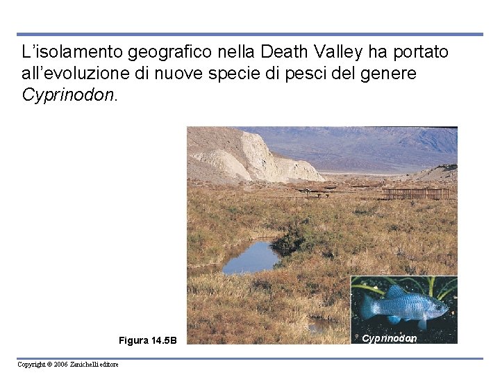 L’isolamento geografico nella Death Valley ha portato all’evoluzione di nuove specie di pesci del