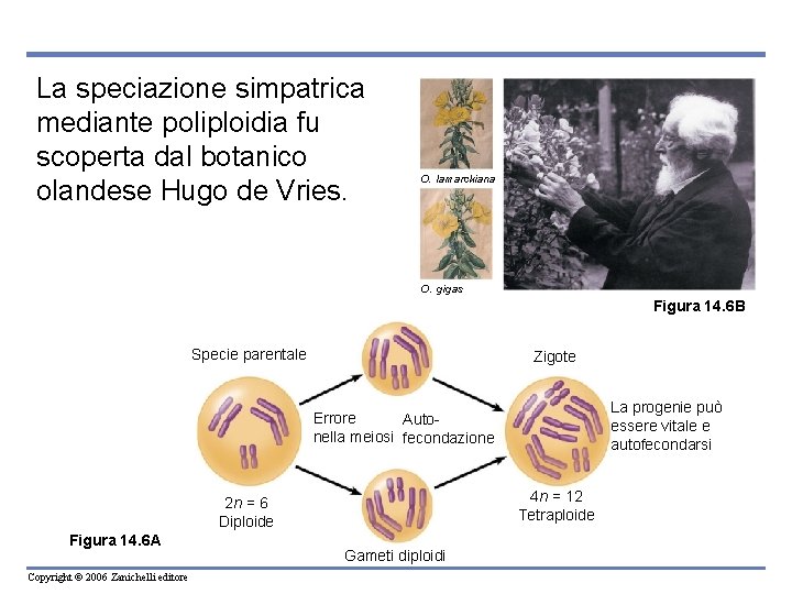 La speciazione simpatrica mediante poliploidia fu scoperta dal botanico olandese Hugo de Vries. O.