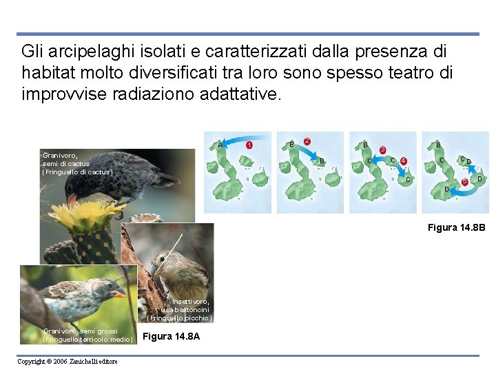 Gli arcipelaghi isolati e caratterizzati dalla presenza di habitat molto diversificati tra loro sono