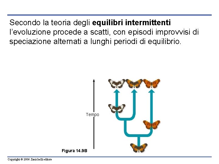 Secondo la teoria degli equilibri intermittenti l’evoluzione procede a scatti, con episodi improvvisi di