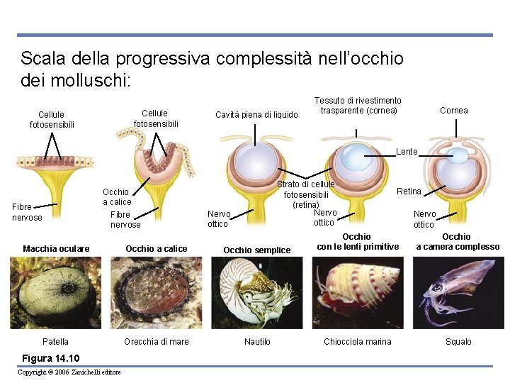 Scala della progressiva complessità nell’occhio dei molluschi: Cellule fotosensibili Cavità piena di liquido Tessuto