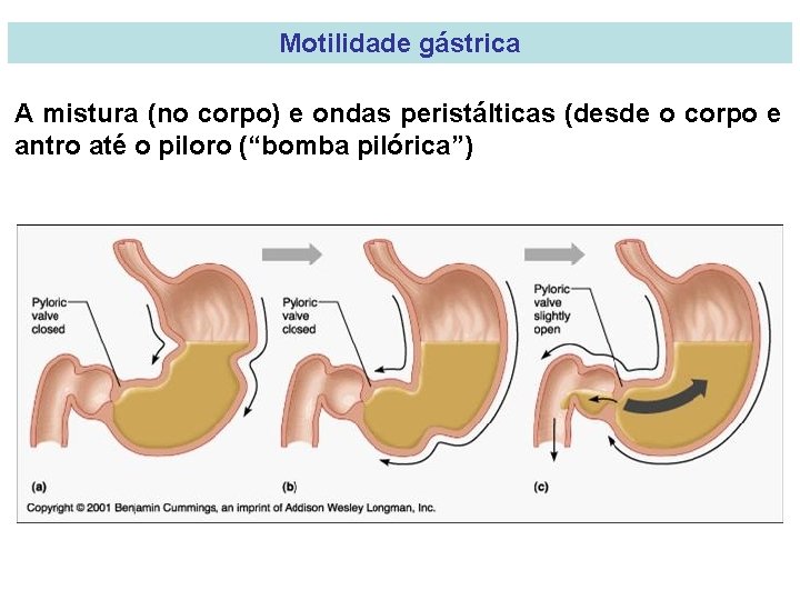 Motilidade gástrica A mistura (no corpo) e ondas peristálticas (desde o corpo e antro