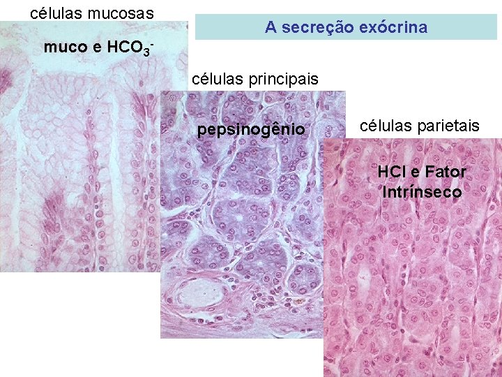 células mucosas A secreção exócrina muco e HCO 3 células principais pepsinogênio células parietais