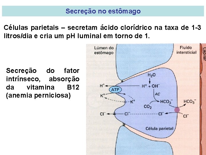 Secreção no estômago Células parietais – secretam ácido clorídrico na taxa de 1 -3