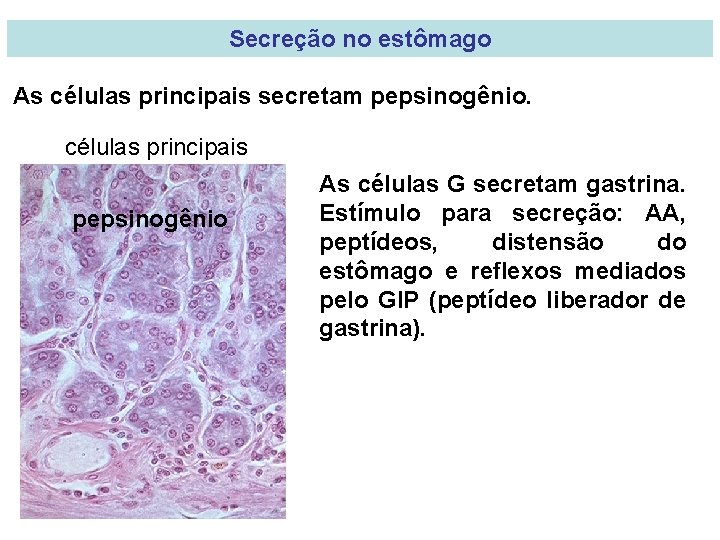 Secreção no estômago As células principais secretam pepsinogênio. células principais pepsinogênio As células G