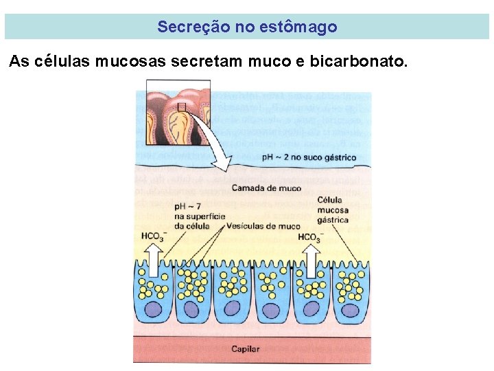 Secreção no estômago As células mucosas secretam muco e bicarbonato. 