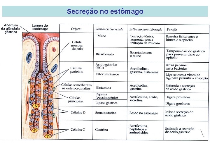 Secreção no estômago 