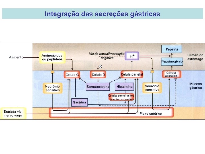 Integração das secreções gástricas 