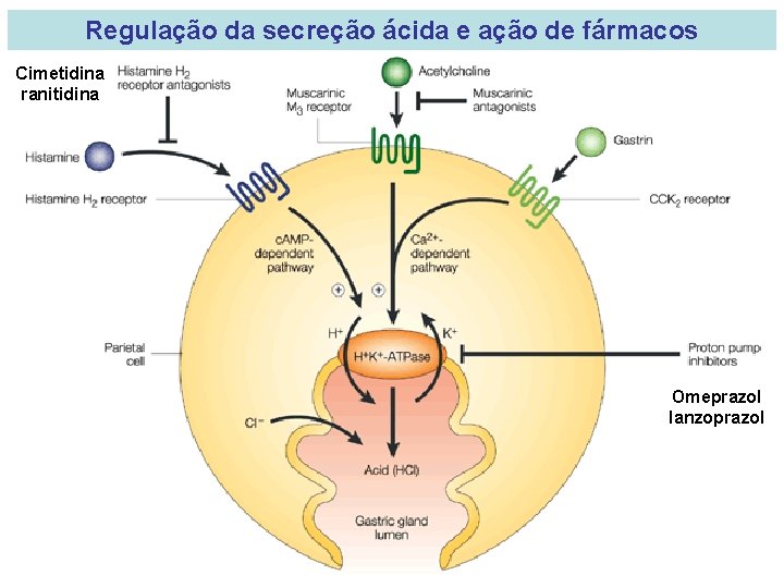 Regulação da secreção ácida e ação de fármacos Cimetidina ranitidina Omeprazol lanzoprazol 